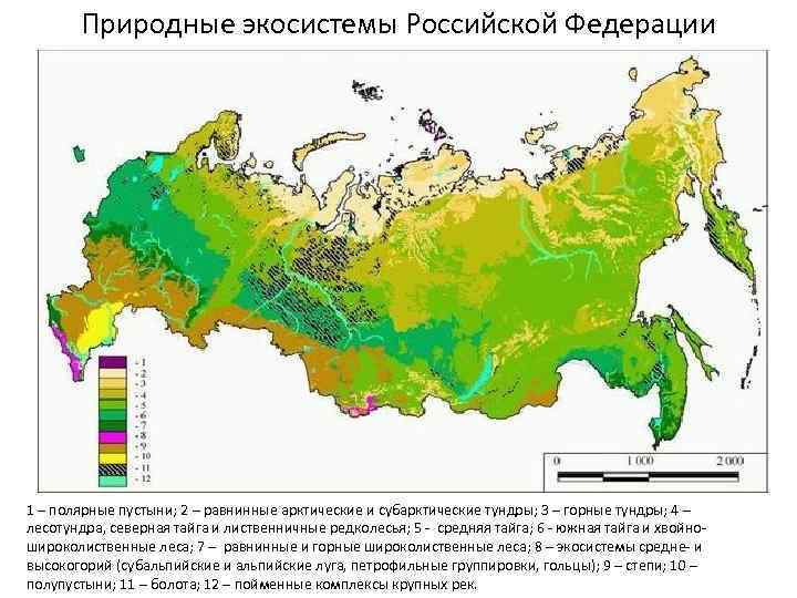 Природные экосистемы Российской Федерации 1 – полярные пустыни; 2 – равнинные арктические и субарктические