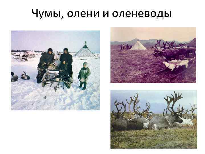 Чумы, олени и оленеводы 