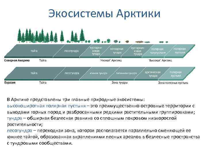 Экосистема арктики рисунок