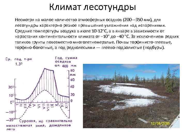 Лесотундра климат