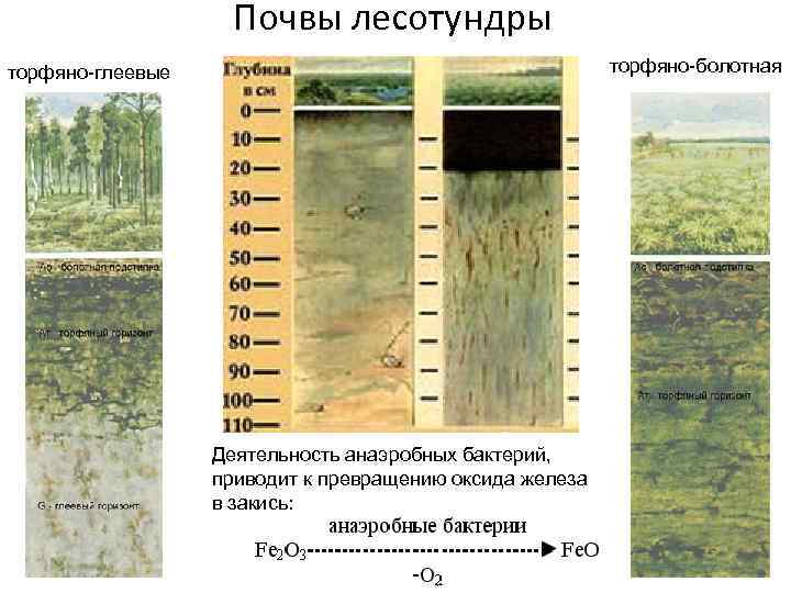 Условия почвообразования тундрово глеевой почвы