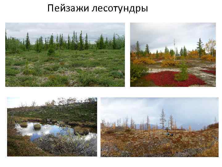 Пейзажи лесотундры 