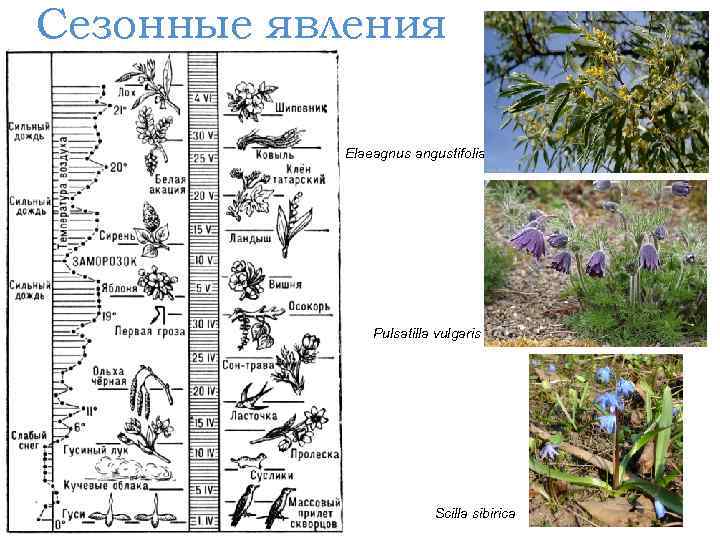 Сезонные явления Elaeagnus angustifolia Pulsatilla vulgaris Scilla sibirica 