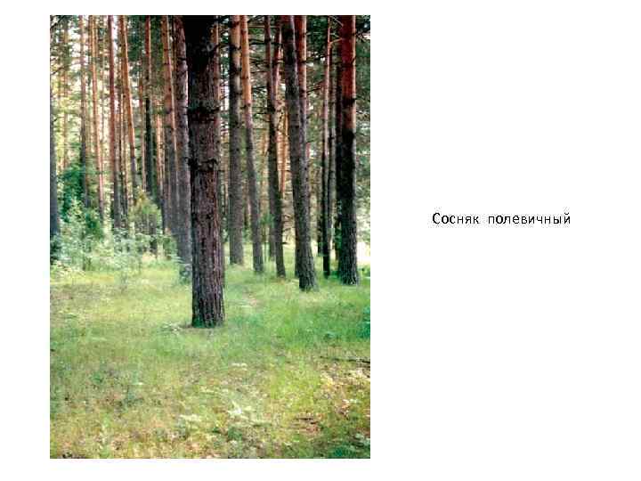 Сосняк полевичный 