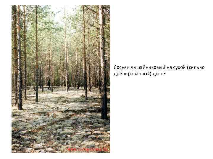Сосняк лишайниковый на сухой (сильно дренированной) дюне 