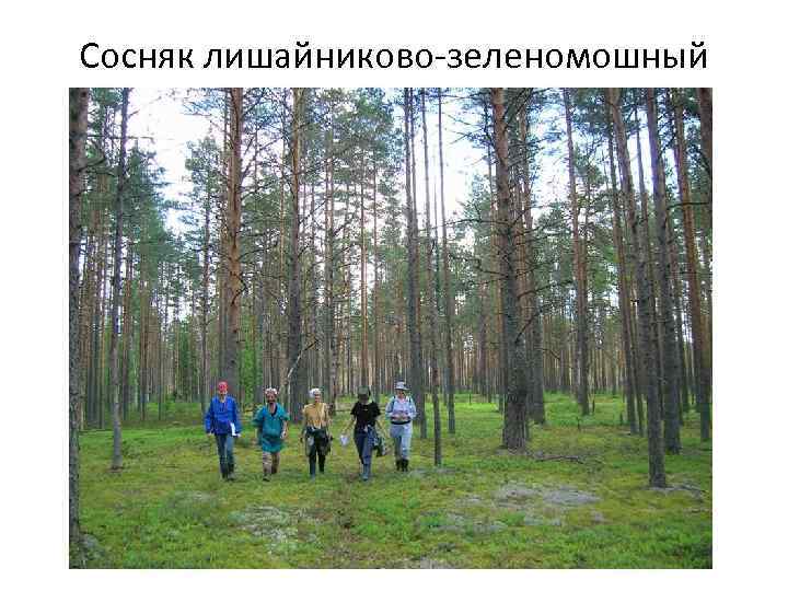 Сосняк лишайниково-зеленомошный 