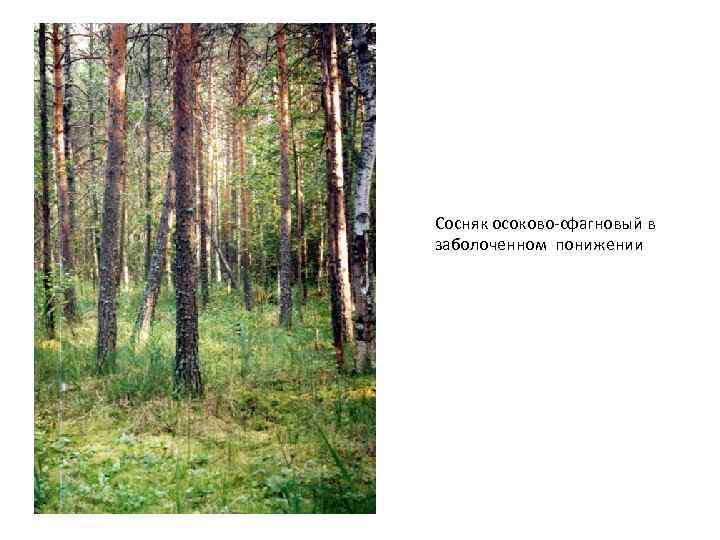 Сосняк осоково-сфагновый в заболоченном понижении 