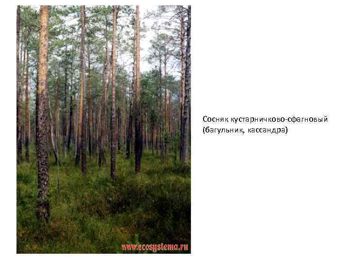 Сосняк кустарничково-сфагновый (багульник, кассандра) 