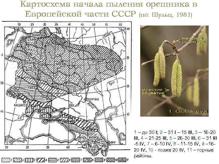 Картосхема начала пыления орешника в Европейской части СССР (по: Шульц, 1981) 1 – до