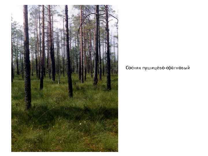 Сосняк пушицево-сфагновый 