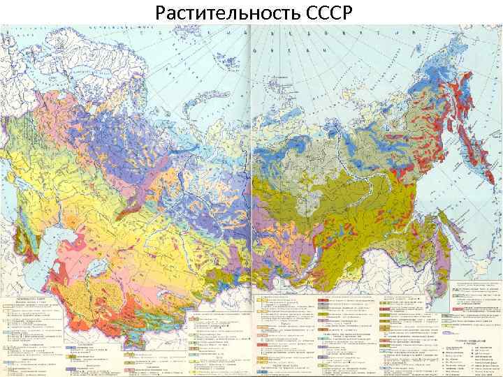 Растительность СССР 