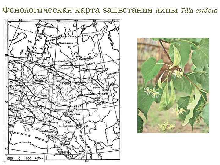 Фенологическая карта россии