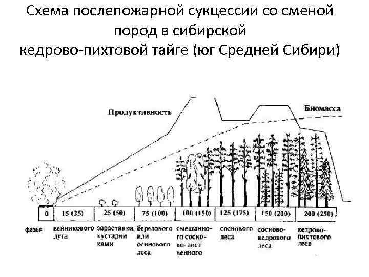 Схема послепожарной сукцессии со сменой пород в сибирской кедрово-пихтовой тайге (юг Средней Сибири) 