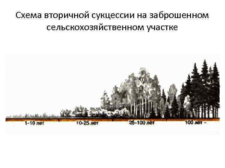 Схема вторичной сукцессии