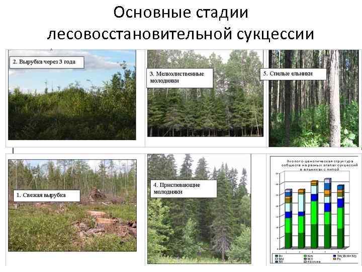 Основные стадии лесовосстановительной сукцессии 
