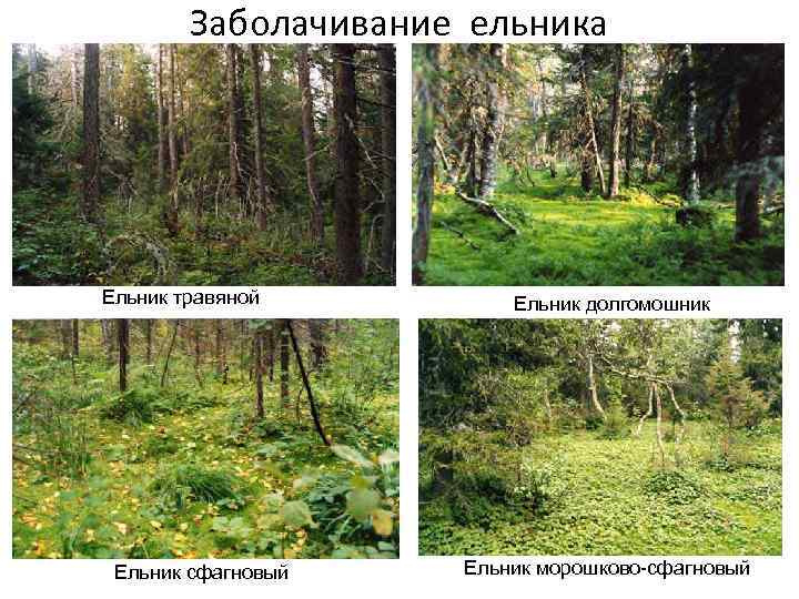 Заболачивание ельника Ельник травяной Ельник сфагновый Ельник долгомошник Ельник морошково-сфагновый 
