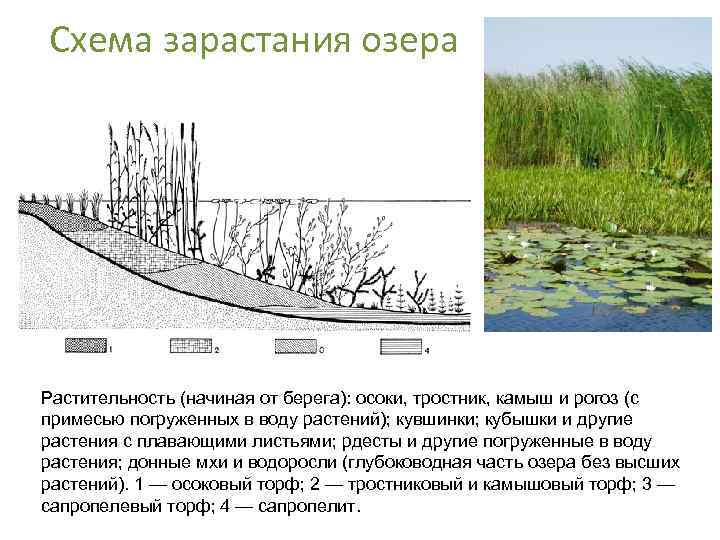 Схема зарастания озера Растительность (начиная от берега): осоки, тростник, камыш и рогоз (с примесью