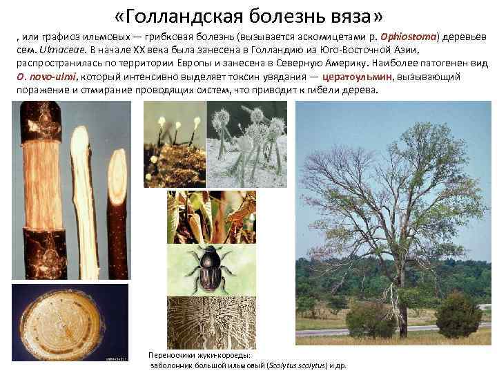  «Голландская болезнь вяза» , или графиоз ильмовых — грибковая болезнь (вызывается аскомицетами р.