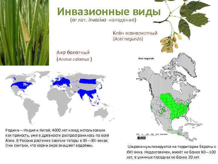 Инвазионные виды (от лат. invasivo -нападение) Клён ясенелистный (Acer negundo) Аир болотный (Acorus calamus