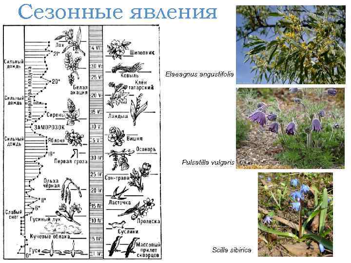 Сезонные явления Elaeagnus angustifolia Pulsatilla vulgaris Scilla sibirica 