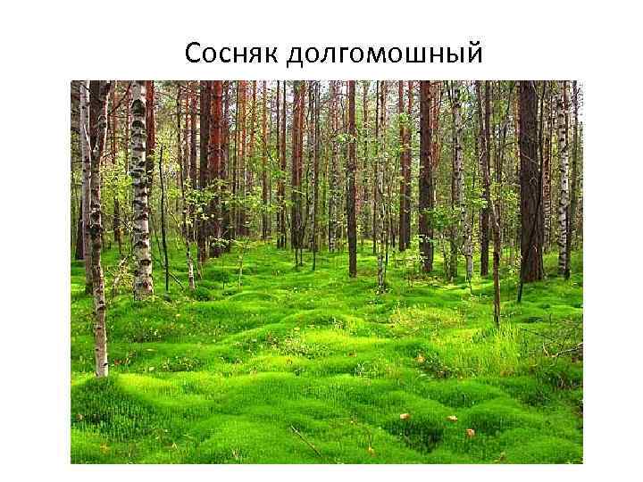 Сосняк долгомошный 