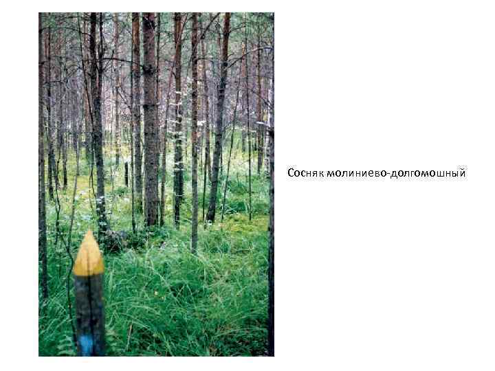 Сосняк молиниево-долгомошный 