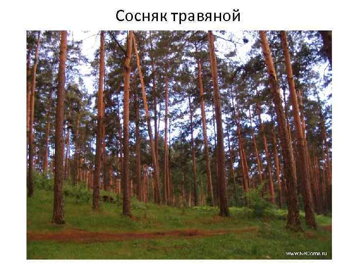 Сосняк травяной 