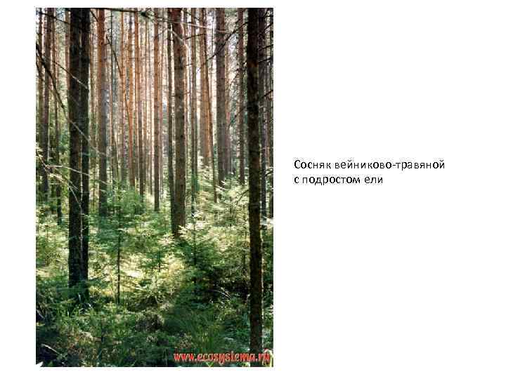 Сосняк вейниково-травяной с подростом ели 