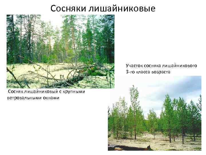 Сосняки лишайниковые Участок сосняка лишайникового 3 -го класса возраста Сосняк лишайниковый с крупными ветровальными