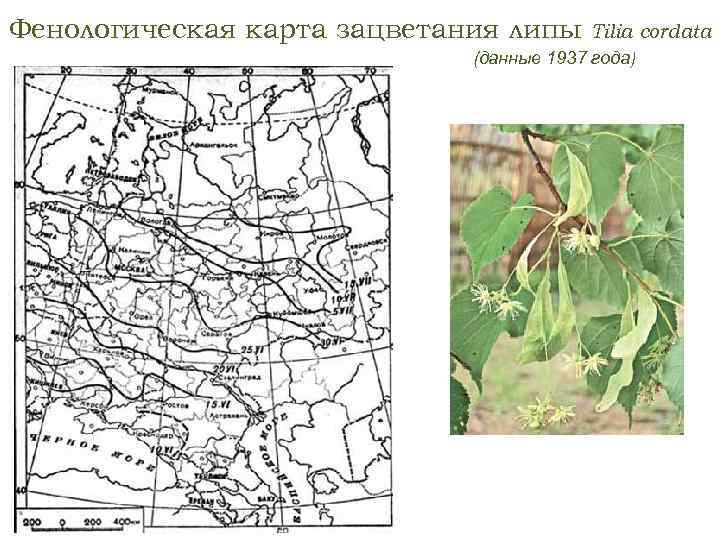 Фенологическая карта зацветания липы Tilia cordata (данные 1937 года) 