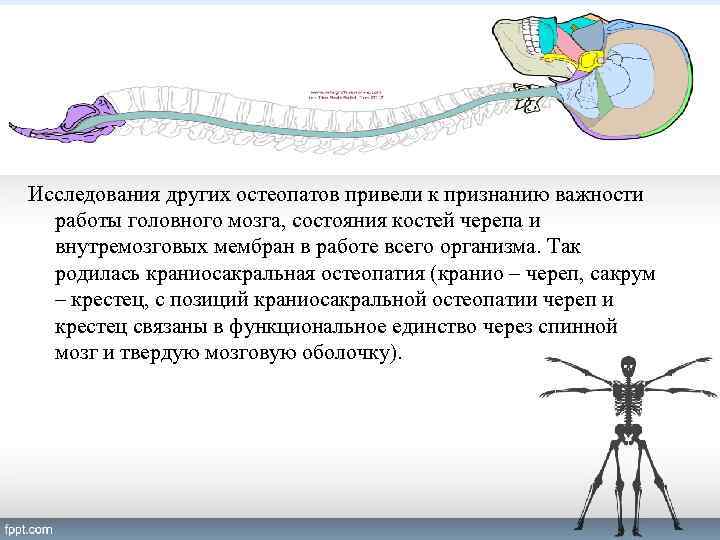 Исследования других остеопатов привели к признанию важности работы головного мозга, состояния костей черепа и
