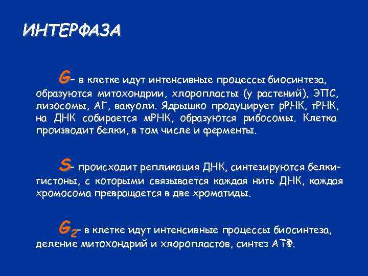 ИНТЕРФАЗА G– в клетке идут интенсивные процессы биосинтеза, образуются митохондрии, хлоропласты (у растений), ЭПС,