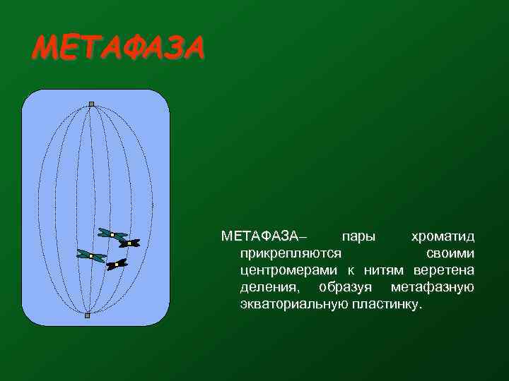 МЕТАФАЗА– пары хроматид прикрепляются своими центромерами к нитям веретена деления, образуя метафазную экваториальную пластинку.