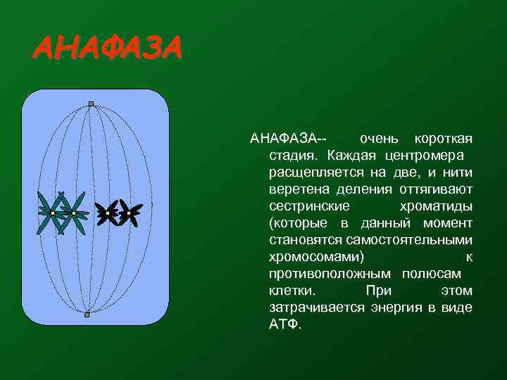 АНАФАЗА-очень короткая стадия. Каждая центромера расщепляется на две, и нити веретена деления оттягивают сестринские