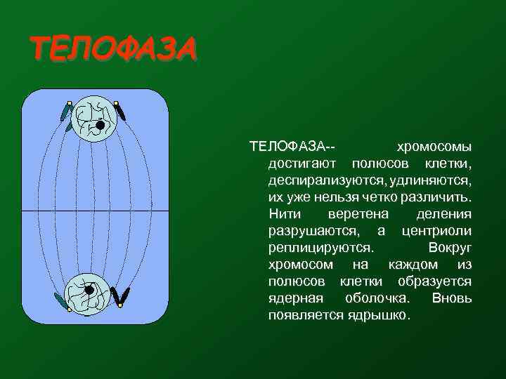 ТЕЛОФАЗА-хромосомы достигают полюсов клетки, деспирализуются, удлиняются, их уже нельзя четко различить. Нити веретена деления