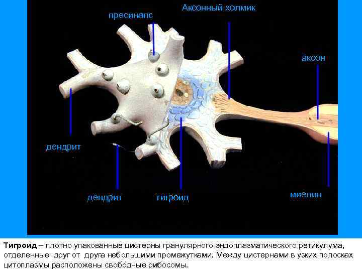 пресинапс Аксонный холмик аксон дендрит тигроид миелин Тигроид – плотно упакованные цистерны гранулярного эндоплазматического