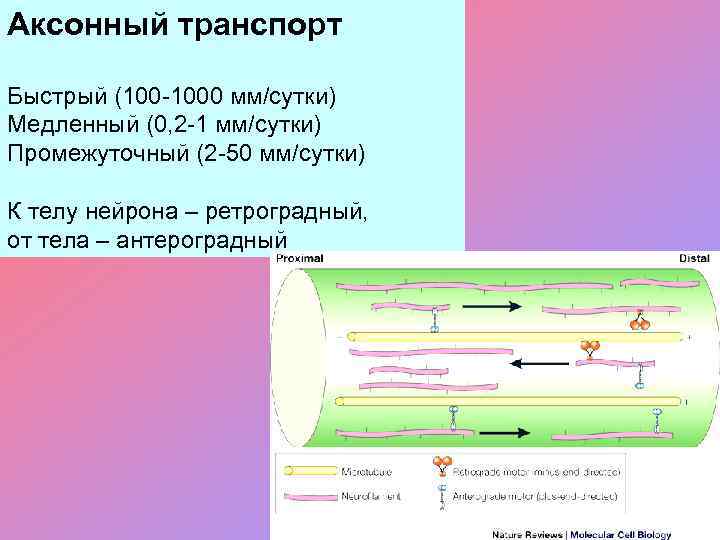 Аксонный транспорт Быстрый (100 -1000 мм/сутки) Медленный (0, 2 -1 мм/сутки) Промежуточный (2 -50