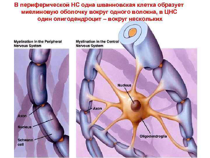 В периферической НС одна шванновская клетка образует миелиновую оболочку вокруг одного волокна, в ЦНС