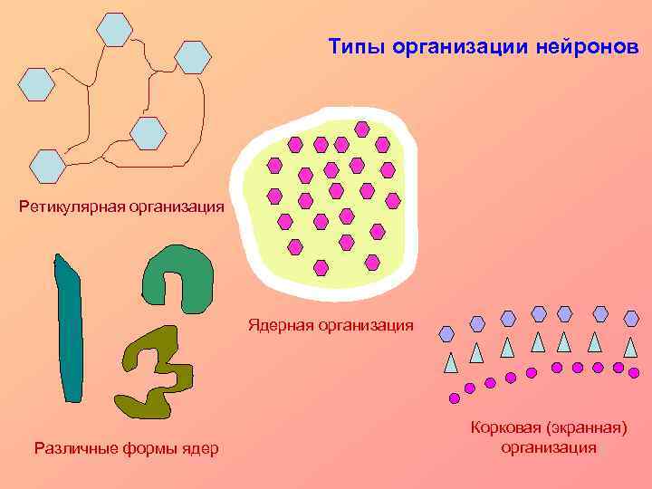 Типы организации нейронов Ретикулярная организация Ядерная организация Различные формы ядер Корковая (экранная) организация 