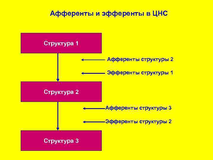 Афференты и эфференты в ЦНС Структура 1 Афференты структуры 2 Эфференты структуры 1 Структура