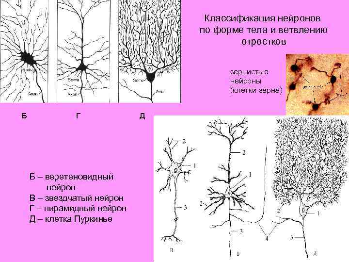 Классификация нейронов по форме тела и ветвлению отростков зернистые нейроны (клетки-зерна) Б Г Б