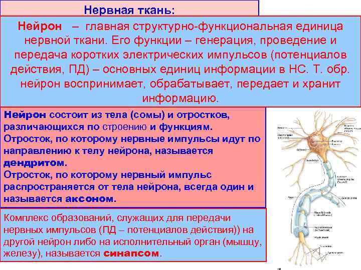 Нервная ткань: Нейрон – главная структурно-функциональная единица 1. нейроны (собственно нервные клетки, нервной ткани.