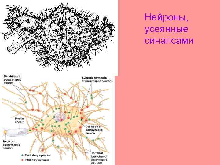 Нейроны, усеянные синапсами 