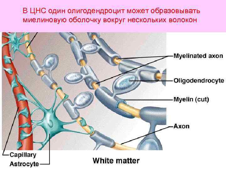 В ЦНС один олигодендроцит может образовывать миелиновую оболочку вокруг нескольких волокон 