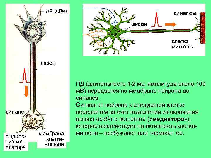 дендрит синапсы аксон клеткамишень аксон синапс выделение медиатора мембрана клеткимишени ПД (длительность 1 -2