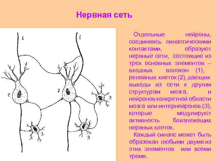 Нервная сеть Отдельные нейроны, соединяясь синаптическими контактами, образуют нервные сети, состоящие из трех основных