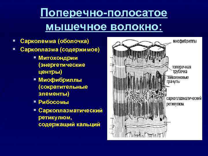 Оболочки мышц. Строение поперечно полосатого волокна. Поперечно полосатое мышечное волокно. Строение поперечно полосатого мышечного волокна. Поперечнополосатое мышечне волокно.