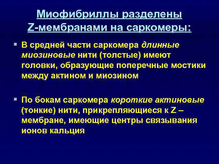Миофибриллы разделены Z-мембранами на саркомеры: § В средней части саркомера длинные миозиновые нити (толстые)