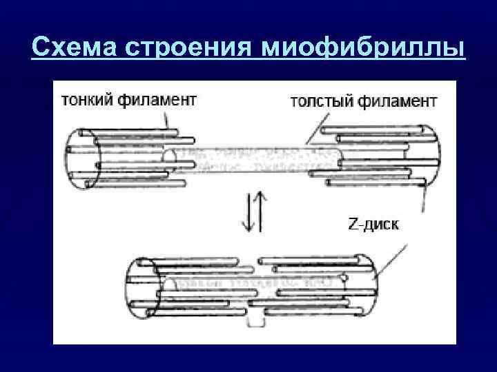Схема строения миофибриллы 
