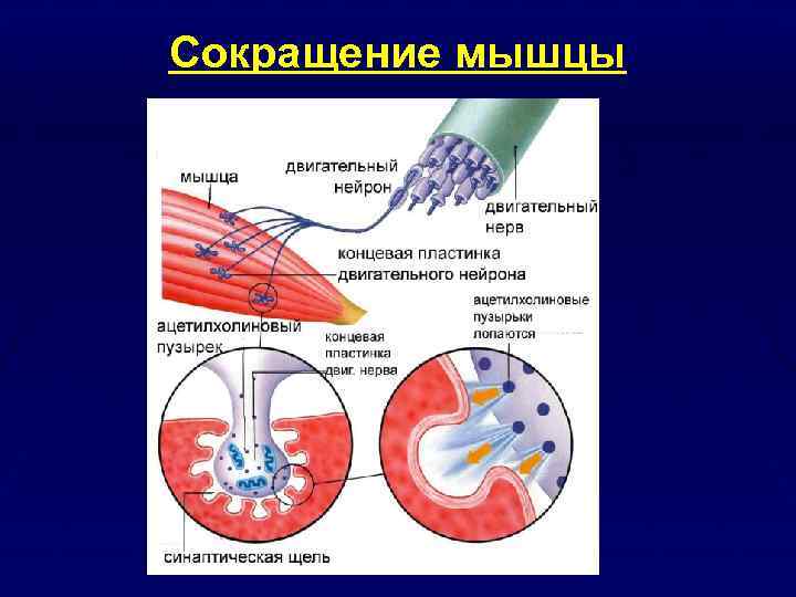 Система движения. Сократительная система. Сократительное движение. Сократительная функция внутренних органов.